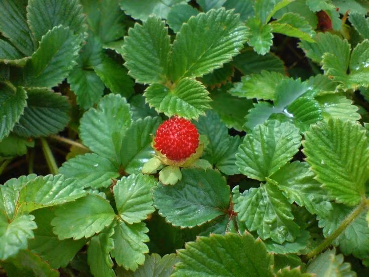  Phân bố rộng khắp vùng ôn đới. Fragaria vesca xuất hiện tự nhiên ở nhiều nơi trên thế giới, từ châu Âu, châu Á đến Bắc Mỹ. Loài cây này thường mọc ở rìa rừng, bãi cỏ hoặc những vùng đất sáng nhưng không quá khô, nơi có khí hậu mát mẻ. Ảnh: Pinterest.