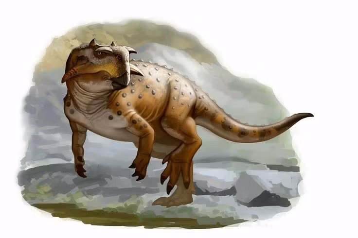  Có kích thước nhỏ. Psittacosaurus chỉ dài khoảng 1–2 mét, nhỏ bé hơn so với nhiều loài khủng long cùng thời. Ảnh: Pinterest.