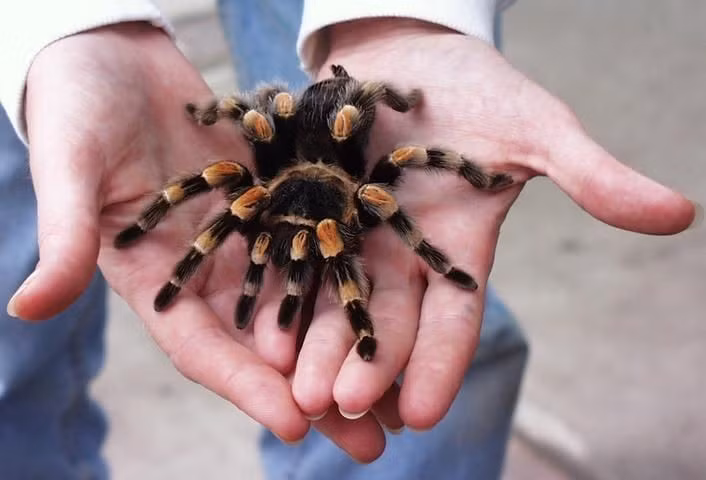  Được nuôi làm thú cưng kỳ lạ. Dù trông đáng sợ, tarantula lại được nhiều người yêu thích và nuôi như thú cưng ở nhiều quốc gia, gồm cả Việt Nam. Ảnh: Pinterest.