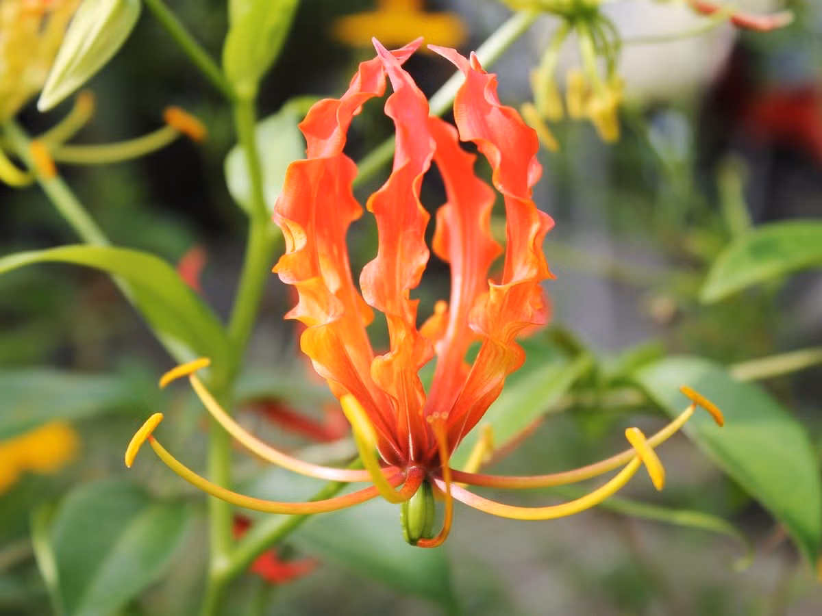  Cánh hoa cong ngược lạ mắt. Các cánh hoa ngót nghẻo uốn lên trên như ngọn lửa, tạo hình dạng đặc biệt không giống bất kỳ loài hoa nào khác. Ảnh: Pinterest.