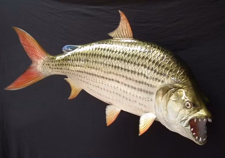 Có thể dài hơn 1,5 mét. Nhiều cá thể nặng hơn 50 kg đã được ghi nhận trong tự nhiên. Ảnh: Pinterest.