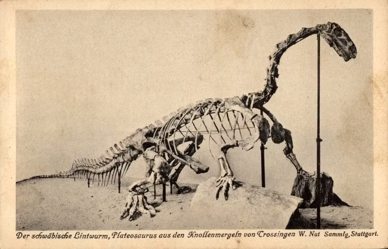  Hóa thạch được tìm thấy rất nhiều. Hàng trăm mẫu vật Plateosaurus đã được khai quật, giúp hiểu rõ về hình thái của chúng. Ảnh: Pinterest.