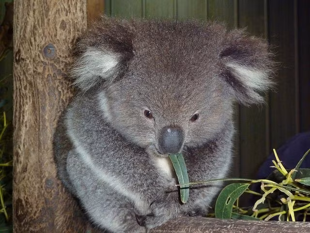  2. Chỉ ăn lá bạch đàn. Koala sống nhờ chế độ ăn gần như hoàn toàn từ lá bạch đàn, vốn rất độc với hầu hết loài động vật khác. Ảnh: Pinterest.
