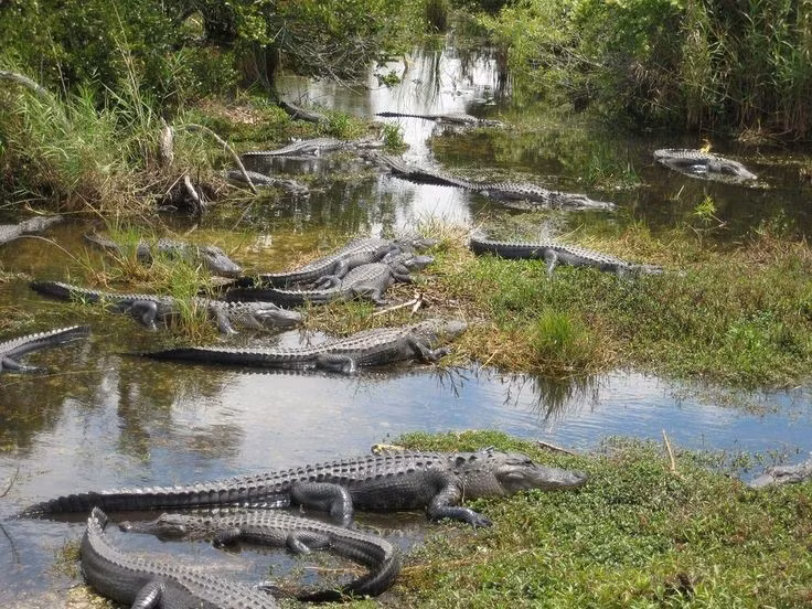  Có hai loài cá sấu sinh sống song song. Everglades là địa điểm hiếm hoi trên thế giới mà hai loài cá sấu cùng tồn tại, là cá sấu mõm ngắn Mỹ (Alligator mississippiensis) và cá sấu Trung Mỹ (Crocodylus acutus). Ảnh: Pinterest.