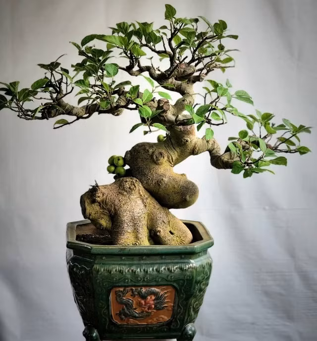 Gia đình ở nhà phố có thể đặt chậu sung cảnh nơi ban công, sân thượng hay trước cửa. Đây là loại cây chịu nắng tốt, ít tốn công chăm sóc nhưng vẫn đem lại cảm giác xanh mát và bình an.