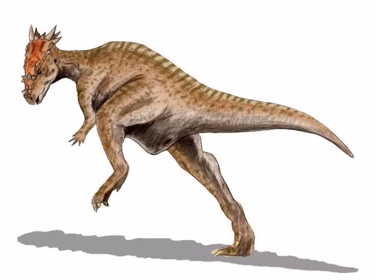  Thuộc nhóm khủng long đầu dày. Loài này được xếp vào họ Pachycephalosauridae, nổi tiếng với cấu trúc hộp sọ phát triển mạnh. Ảnh: Pinterest.