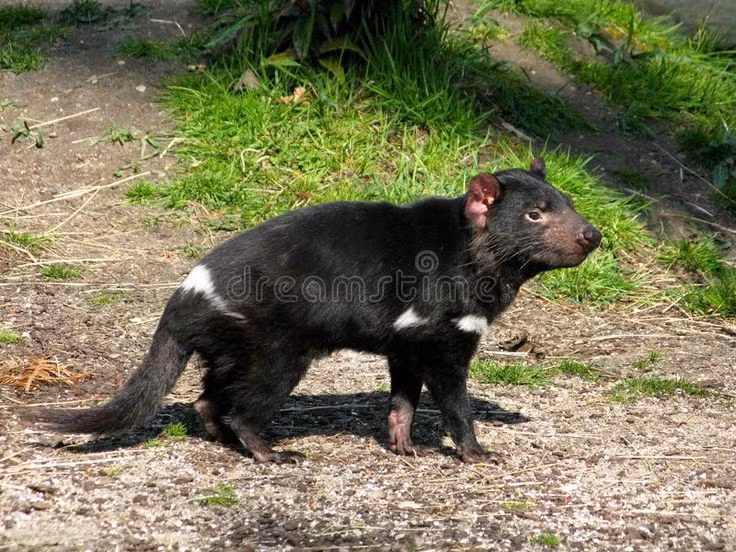  1. Loài thú có túi ăn thịt lớn nhất còn tồn tại. Quỷ Tasmania là loài thú có túi ăn thịt lớn nhất hiện nay sau khi hổ Tasmania tuyệt chủng, đóng vai trò quan trọng trong cân bằng sinh thái. Ảnh: Pinterest.