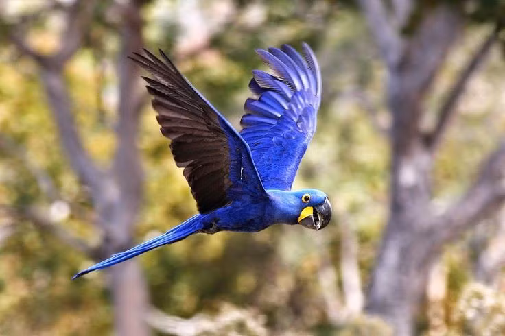  Thiên đường của các loài chim. Với hơn 650 loài chim, trong đó có vẹt xanh Hyacinth Macaw quý hiếm, Pantanal là điểm đến lý tưởng cho những người thích quan sát chim chóc. Ảnh: Pinterest.
