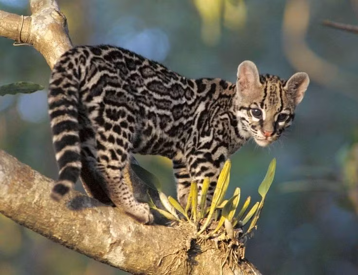  Bộ lông của mèo đốm Margay có hoa văn giống báo đốm thu nhỏ. Đốm tròn và sọc dọc tạo thành họa tiết tuyệt đẹp giúp chúng ngụy trang hoàn hảo trong ánh sáng rừng rậm. Ảnh: Pinterest.