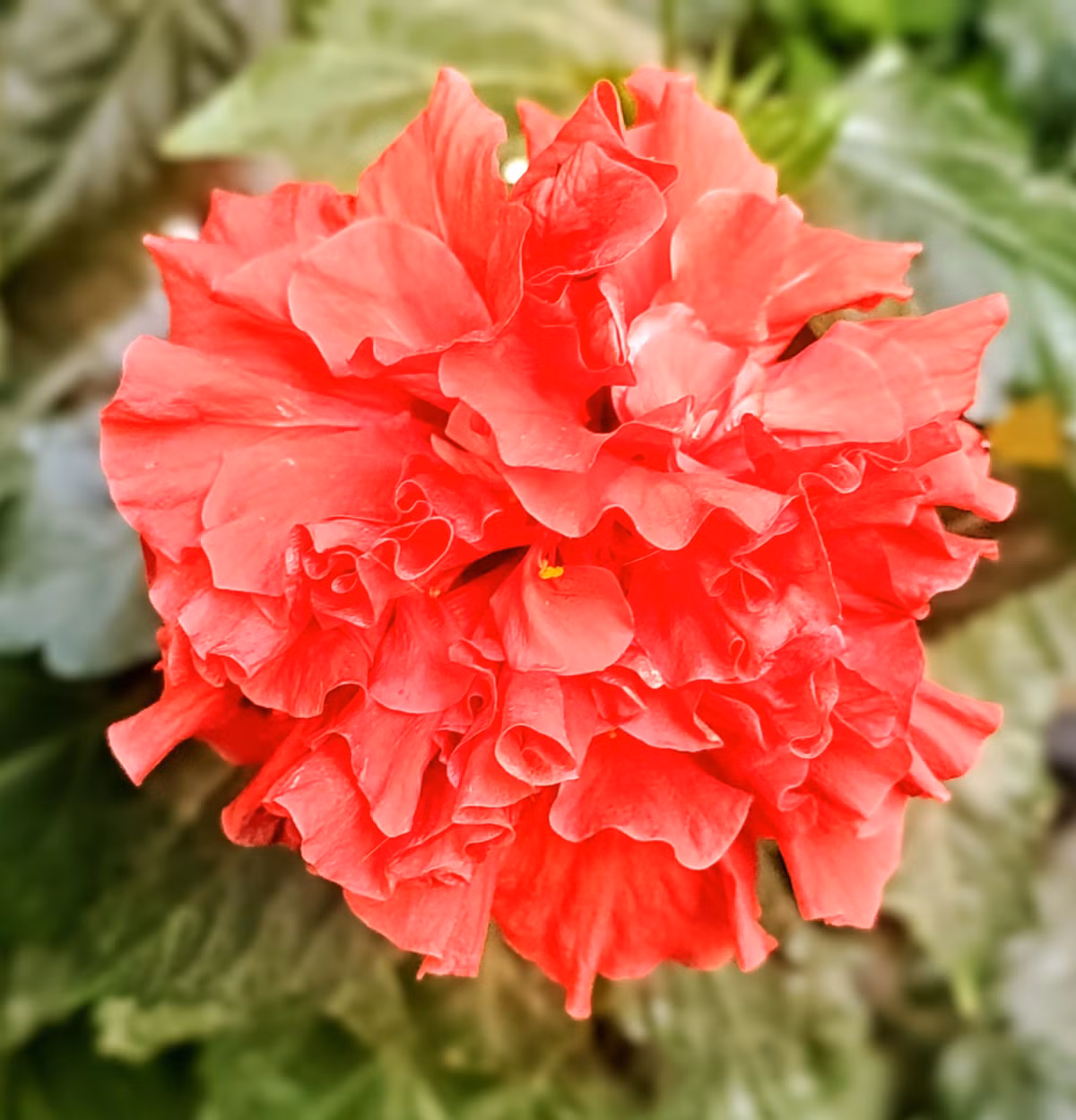Ảnh: Wikimedia Commons. Ngày nay, nhờ kỹ thuật lai tạo, Hibiscus rosa-sinensis có rất nhiều giống mới với hình dáng và màu sắc đa dạng, từ cánh đơn đến cánh kép, từ màu đơn sắc đến pha trộn độc đáo. Điều này khiến dâm bụt không chỉ dừng lại ở hình ảnh “hoa hàng rào” mà còn trở thành cây cảnh được ưa chuộng trong thiết kế sân vườn hiện đại. Có thể nói, dâm bụt là một minh chứng cho vẻ đẹp giản dị nhưng bền bỉ của thiên nhiên. Dù không kiêu sa như hoa hồng hay quý phái như lan, nó vẫn chiếm một vị trí riêng trong lòng người yêu cây cảnh, như một nét chấm phá sống động giữa đời thường.