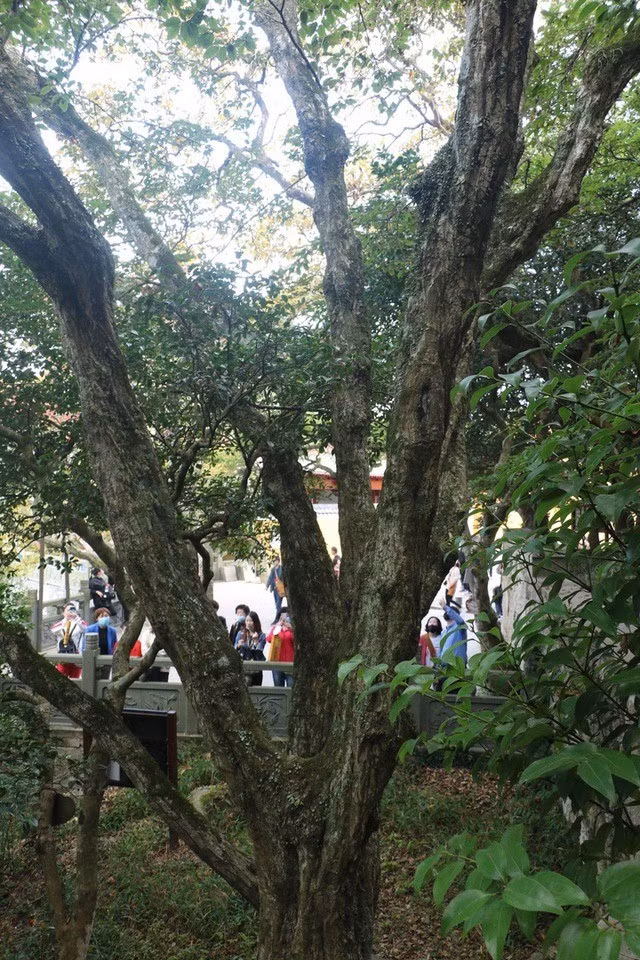 Đến năm 1932, giáo sư Trịnh Vạn Quân xác định cây thuộc chi Carpinus, họ Bạch dương, và đặt tên theo địa điểm tìm thấy là Phổ Đà Nga Nhĩ Lịch. Ảnh: Sohu.