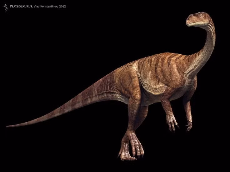 Là một trong những khủng long cổ nhất từng được biết đến. Plateosaurus xuất hiện từ cuối kỷ Trias, hơn 210 triệu năm trước. Ảnh: Pinterest.
