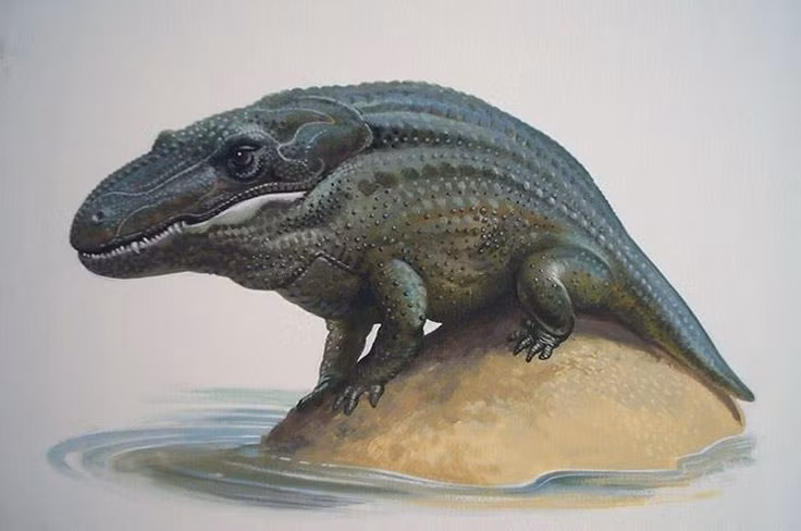  Hóa thạch tìm thấy khắp châu Âu. Hóa thạch Mastodonsaurus đặc biệt phổ biến ở Đức, nơi từng là vùng đầm lầy cổ đại khổng lồ. Ảnh: Pinterest.