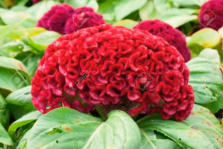 Có hình dáng hoa độc đáo giống mào gà trống. Hoa mồng gà nổi bật với cụm hoa uốn lượn, dày và mềm, gợi liên tưởng đến chiếc mào gà, cũng là nguồn gốc tên gọi dân gian quen thuộc. Ảnh: Pinterest.