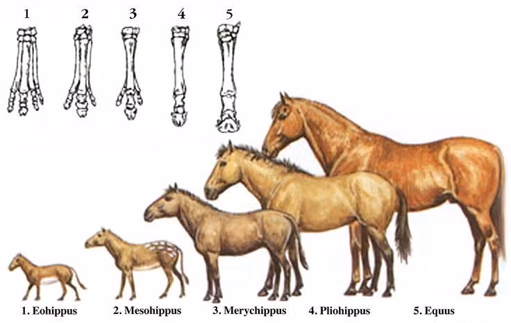  Thu gọn dần các ngón phụ. Theo thời gian, các ngón bên dần trở nên nhỏ, không còn chạm đất, trong khi ngón giữa phát triển mạnh, chịu toàn bộ trọng lượng cơ thể. Ảnh: Pinterest.