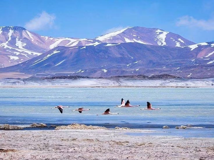  8. Có cánh đồng muối rộng lớn tuyệt đẹp. Salar de Atacama là đồng muối lớn nhất Chile, nổi bật với màu trắng lóa mắt, hồ nước xanh ngọc và chim hồng hạc sinh sống quanh năm. Ảnh: Pinterest.