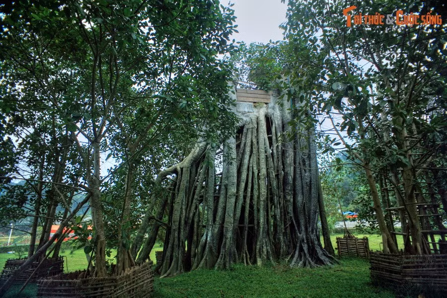 Dưới bóng cây đa Tân Trào, chiều 16/8/1945, Việt Nam Giải phóng quân đã làm lễ xuất quân trước sự chứng kiến của nhân dân Tân Trào và 60 đại biểu. Đồng chí Võ Nguyên Giáp đọc bản Quân lệnh số 1 và ngay sau đó hành quân về giải phóng Hà Nội.