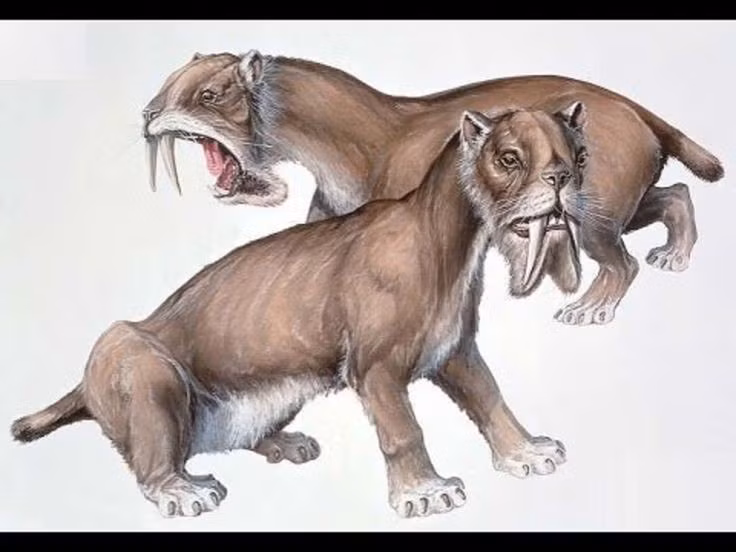  1. Thylacosmilus không phải họ hàng của hổ răng kiếm. Dù có răng nanh dài và dáng vẻ tương tự, Thylacosmilus thuộc nhóm thú có túi, không liên quan trực tiếp đến các loài mèo thật sự như Smilodon. Ảnh: Pinterest.
