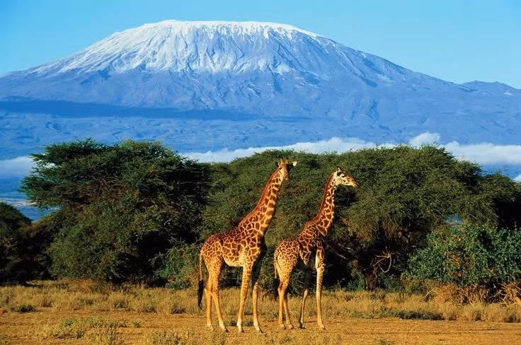  Đa dạng sinh thái. Kilimanjaro có nhiều đới khí hậu khác nhau, từ rừng mưa nhiệt đới đến hoang mạc núi cao, là nơi cư ngụ của vô số loài động thực vật độc đáo. Ảnh: Pinterest.