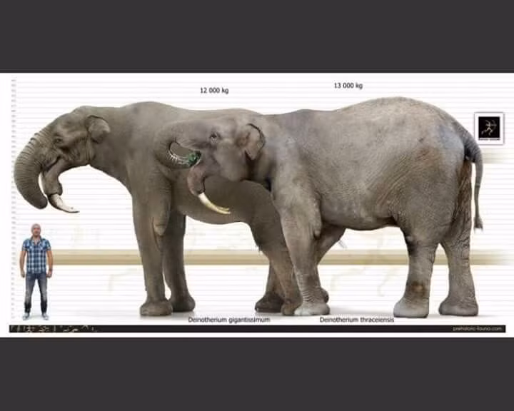  4. Kích thước khổng lồ. Chúng có thể cao tới 4–4,5 mét ở vai và nặng hơn 10 tấn, trở thành một trong những động vật có vú lớn nhất từng tồn tại. Ảnh: Pinterest.