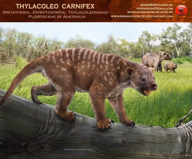  Là kẻ săn mồi đứng đầu chuỗi thức ăn. Chúng có thể săn cả kangaroo khổng lồ thời Pleistocene. Ảnh: Pinterest.