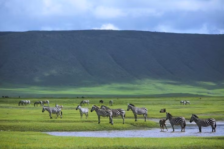  Là một phần của hệ sinh thái Serengeti rộng lớn. Ngorongoro nằm liền kề với Công viên quốc gia Serengeti, tạo thành hành lang di cư quan trọng cho hàng triệu động vật ăn cỏ mỗi năm. Ảnh: Pinterest.