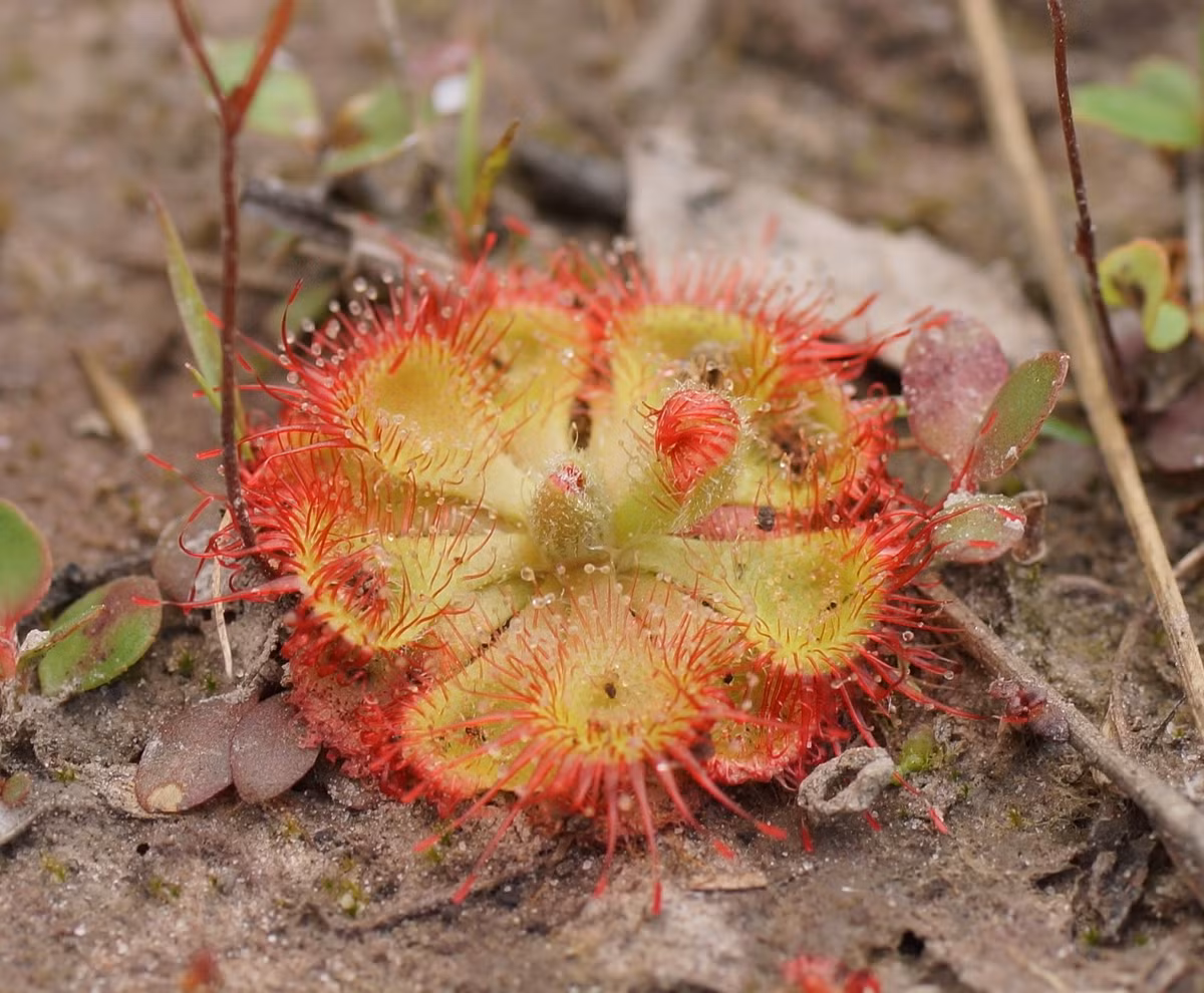  3. Phản ứng bắt mồi cực nhanh. Lá của Drosera burmannii có thể gập lại trong vòng vài chục giây sau khi tiếp xúc với con mồi – một trong những phản ứng nhanh nhất của thực vật. Ảnh: iNaturalist.
