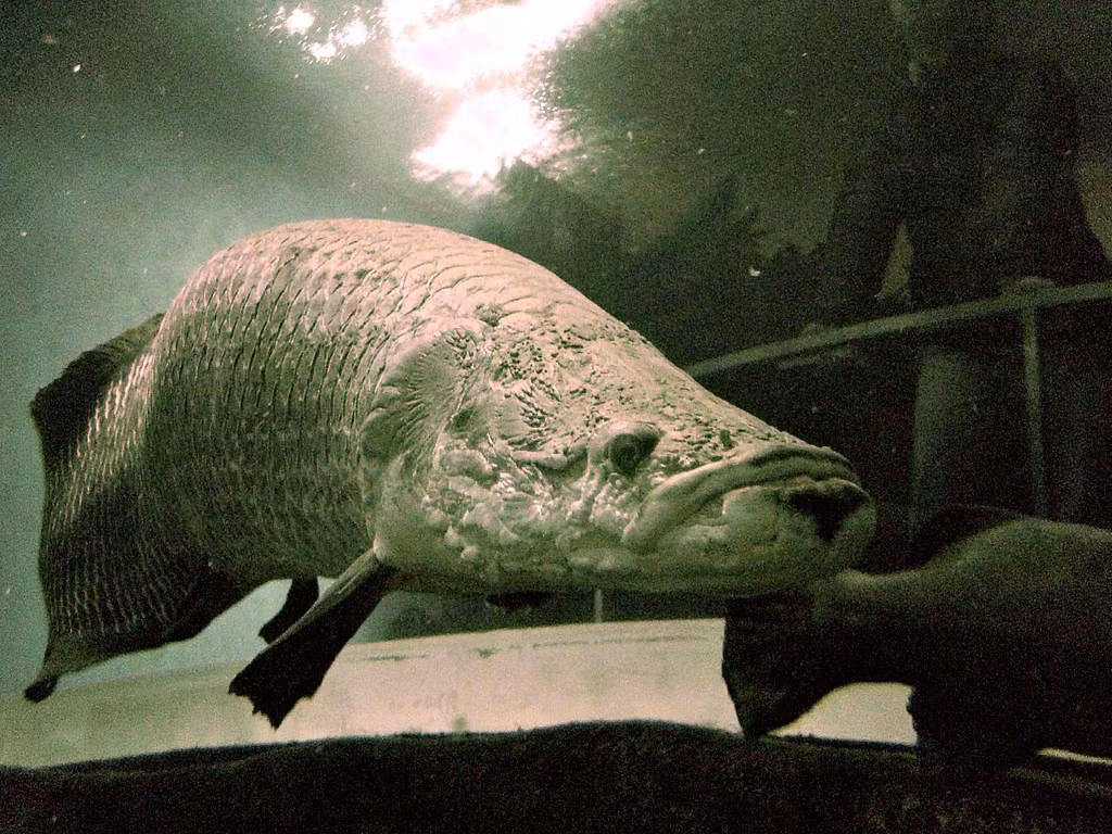  Có thể “thở không khí” như động vật trên cạn. Không giống nhiều loài cá khác, cá hải tượng long phải thường xuyên ngoi lên mặt nước để hít không khí. Bong bóng của chúng đã tiến hóa thành cơ quan giống phổi, cho phép sống trong môi trường nước nghèo oxy. Ảnh: Flickr.