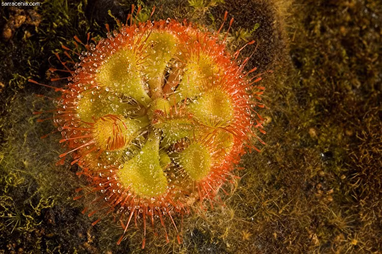  5. Kích thước nhỏ, hình dáng bắt mắt. Cây thường chỉ cao 2–5 cm, có hình dáng hoa thị (rosette) với màu đỏ hồng đặc trưng, giúp phản chiếu ánh sáng và thu hút côn trùng. Ảnh: sarracenia.com.