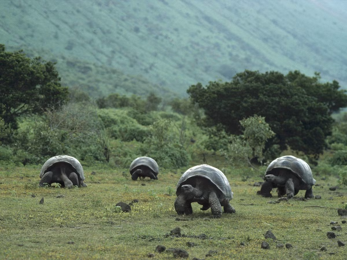  7. Galápagos được UNESCO công nhận là Di sản thế giới. Được công nhận vào năm 1978, đây là một trong những Di sản Thế giới đầu tiên của UNESCO, với giá trị nổi bật về sinh học và khoa học. Ảnh: Pinterest.