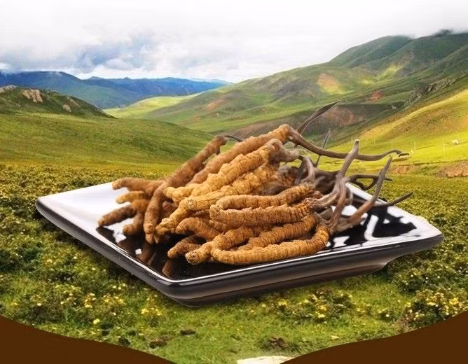  Biểu tượng văn hóa của vùng Himalaya. Ở Tây Tạng và Nepal, mùa tìm đông trùng hạ thảo gần như là một “mùa săn vàng sinh học”. Hàng nghìn người lên núi cao trong nhiều tuần để tìm những cây nấm nhỏ bé này, tạo nên một hiện tượng kinh tế và văn hóa đặc biệt của khu vực. Ảnh: Pinterest.