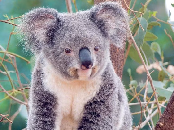  7. Phân bố chủ yếu ở miền đông Australia. Chúng sinh sống trong các rừng bạch đàn tại Queensland, New South Wales, Victoria và Nam Australia. Ảnh: Pinterest.