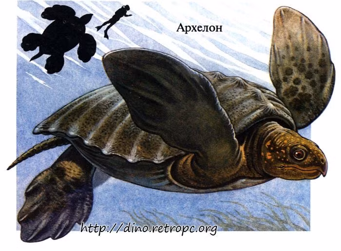  Hàm của Archelon cực kỳ khỏe. Cấu trúc xương hàm mạnh mẽ giúp chúng nghiền nát mai sinh vật giáp xác. Ảnh: Pinterest.