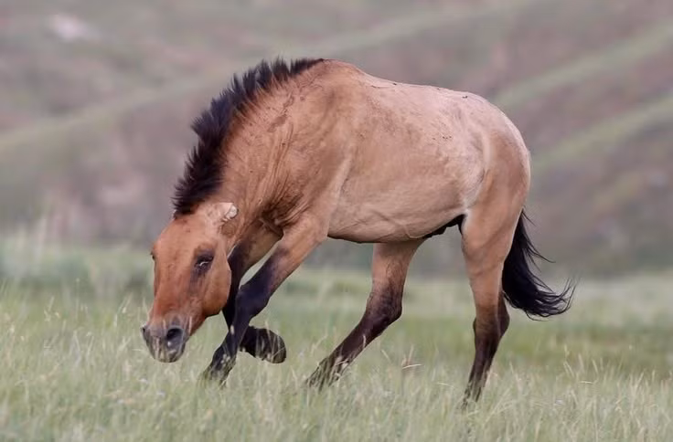  Từng tuyệt chủng trong tự nhiên. Đầu thế kỷ 20, ngựa Przewalski biến mất khỏi môi trường hoang dã, chỉ còn lại trong vườn thú và các chương trình nhân giống. Ảnh: Pinterest.