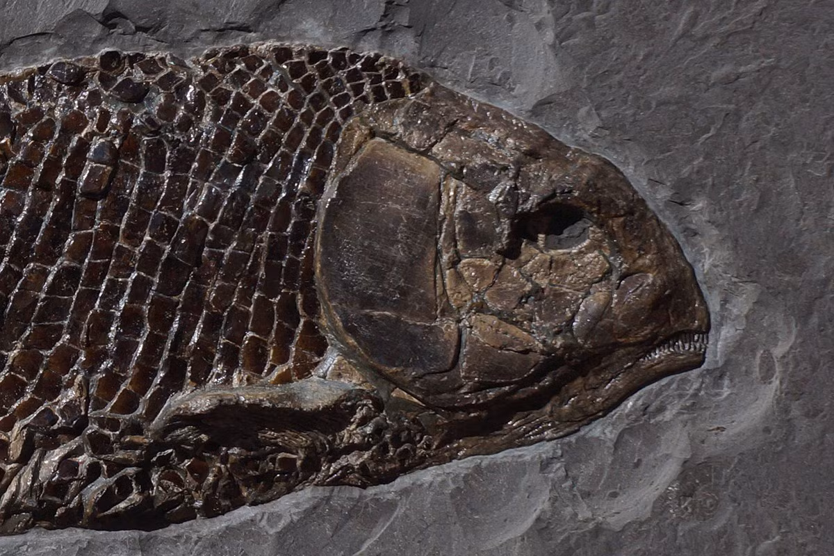  Phân bố rộng khắp. Hóa thạch Lepidotes được tìm thấy ở châu Âu, châu Phi và Nam Mỹ. Ảnh: fossilien-verkauf.de.