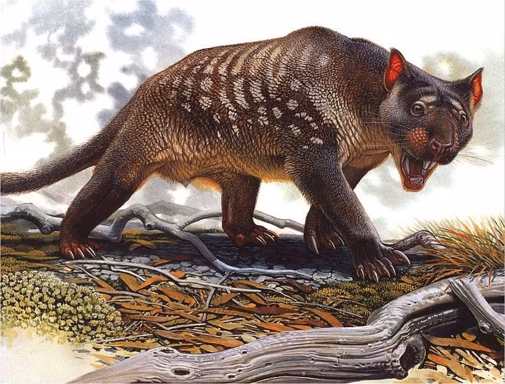 Có lực cắn mạnh nhất trong các thú có túi. Sức cắn của Thylacoleo vượt cả sư tử hiện đại theo tỷ lệ kích thước. Ảnh: Pinterest.