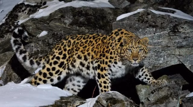  Biểu tượng sống sót giữa vùng băng giá Viễn Đông Báo hoa mai Amur (Panthera pardus orientalis) – còn gọi là báo Viễn Đông hay báo Mãn Châu – là phân loài báo hiếm nhất trên Trái đất, sống sót giữa rừng taiga lạnh giá khắc nghiệt của Nga và Trung Quốc.
