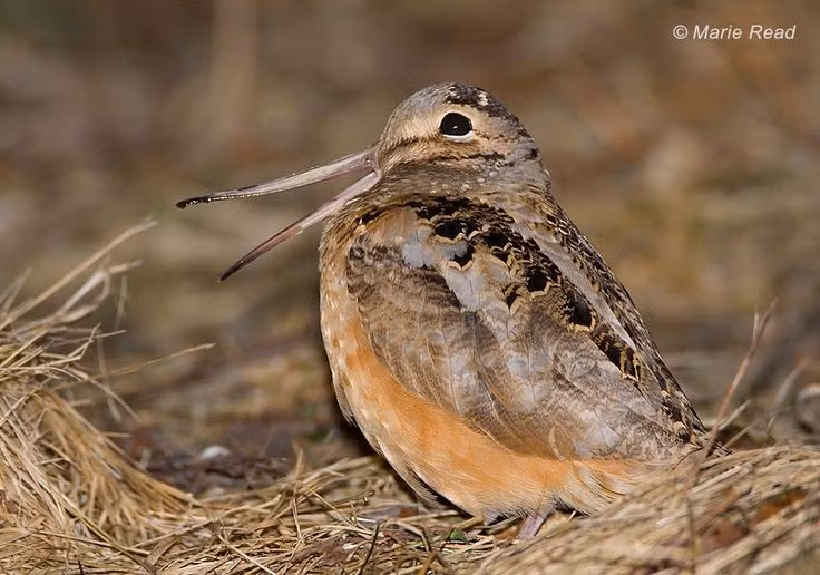  Bộ lông thay đổi theo mùa sinh sản. Nhiều loài chim rẽ có bộ lông sinh sản sặc sỡ với hoa văn rõ nét, nhưng khi hết mùa sinh sản, lông chuyển sang màu nâu xám đơn giản để ngụy trang tốt hơn. Ảnh: Pinterest.
