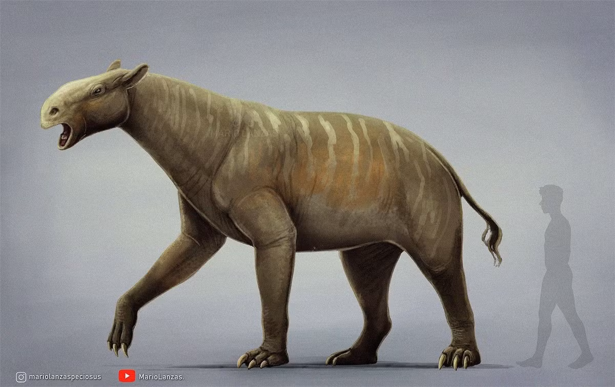  8. Là một nhánh tiến hóa độc lập đã tuyệt chủng hoàn toàn. Chalicotherium không có hậu duệ hiện đại và là ví dụ độc đáo về sự đa dạng sinh học trong lịch sử tiến hóa của thú móng guốc. Ảnh: Pinterest.