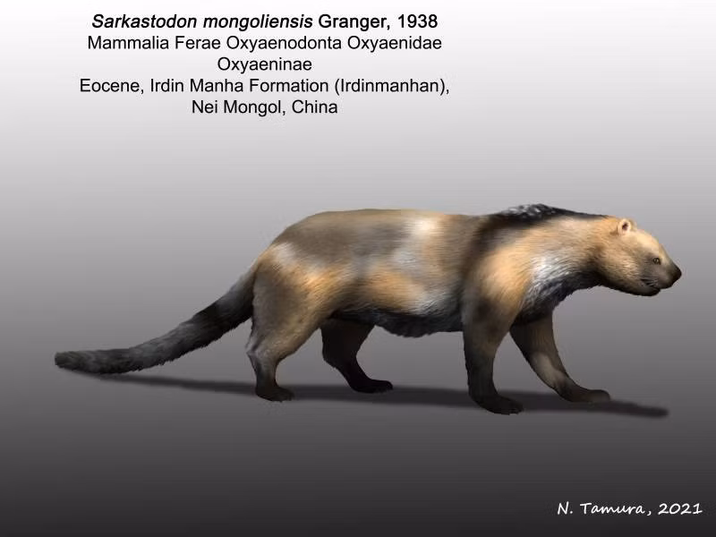  7. Cái tên mang ý nghĩa đặc biệt. Tên "Sarkastodon" bắt nguồn từ tiếng Hy Lạp, nghĩa là "răng xé thịt", phản ánh khả năng săn mồi tàn bạo của loài này. Ảnh: twimg.com.