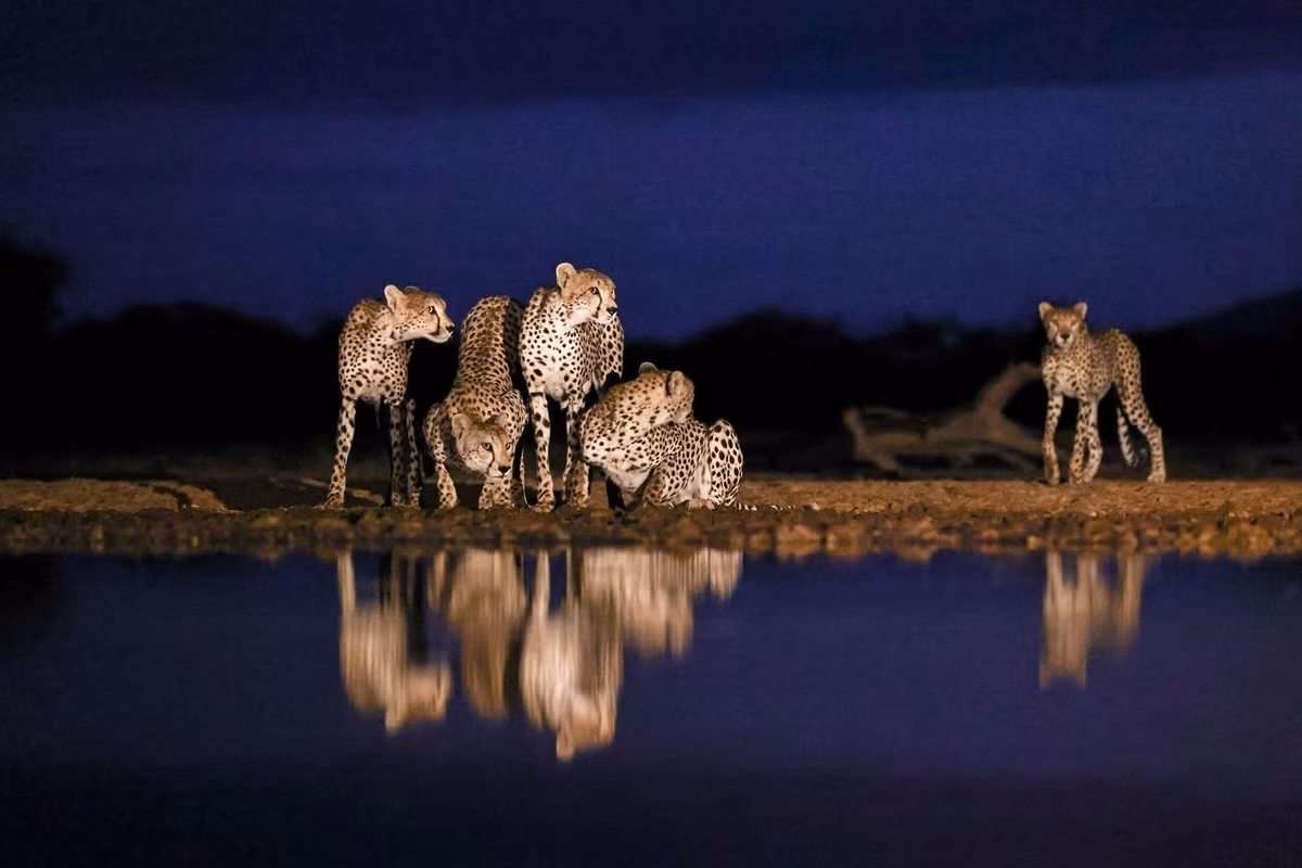 Hình ảnh 5 con báo cheetah được chụp tại Shompole Hide, Kenya vào "giờ xanh". Ảnh: Johann du Toit/Remembering Wildlife.