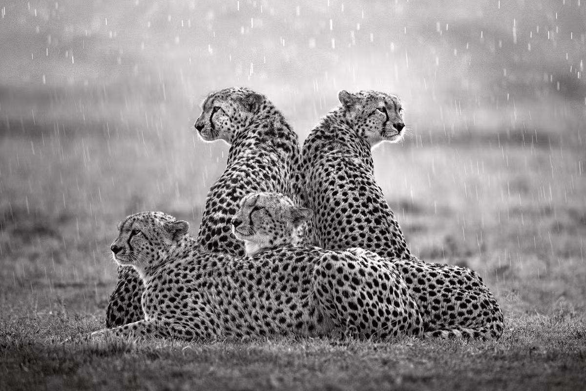 Hình ảnh 5 con báo cheetah oai nghiêm, hùng dũng dưới cơn mưa ở Masai Mara, Kenya. Ảnh: Xavier Ortega/Remembering Wildlife.