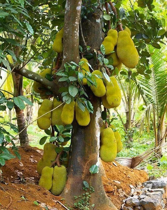  Cây mít: Không khó để bắt gặp cây mít trong các sân vườn truyền thống Việt. Nhưng ngoài trái ngon, mít còn được xem là "cây phúc" với năng lượng phong thủy tích cực, là biểu tượng no đủ, lộc lá từ trên xuống dưới.