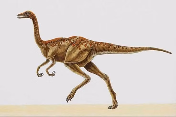  Có thể sống theo đàn. Một số hóa thạch được tìm thấy cùng nhau cho thấy Gallimimus có thể di chuyển theo nhóm, tăng khả năng phát hiện nguy hiểm và bảo vệ lẫn nhau. Ảnh: Pinterest.