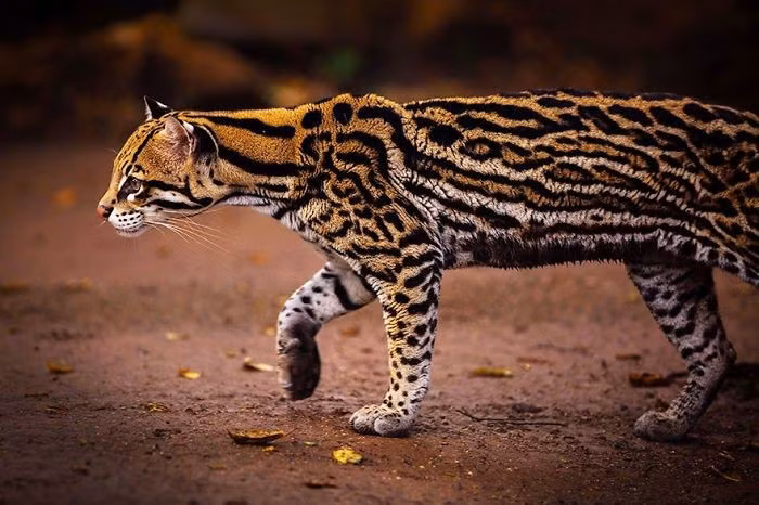  Là bậc thầy săn đêm. Ocelot chủ yếu hoạt động vào ban đêm, với đôi mắt có khả năng phản chiếu ánh sáng cực tốt giúp chúng nhìn rõ trong bóng tối. Ảnh: Pinterest.