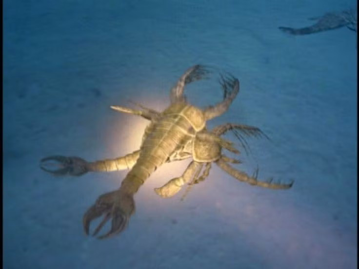  Thuộc nhóm bọ cạp biển. Jaekelopterus là một loài trong nhóm Eurypterid – thường gọi là bọ cạp biển – vốn có quan hệ họ hàng xa với bọ cạp hiện đại. Ảnh: Pinterest.