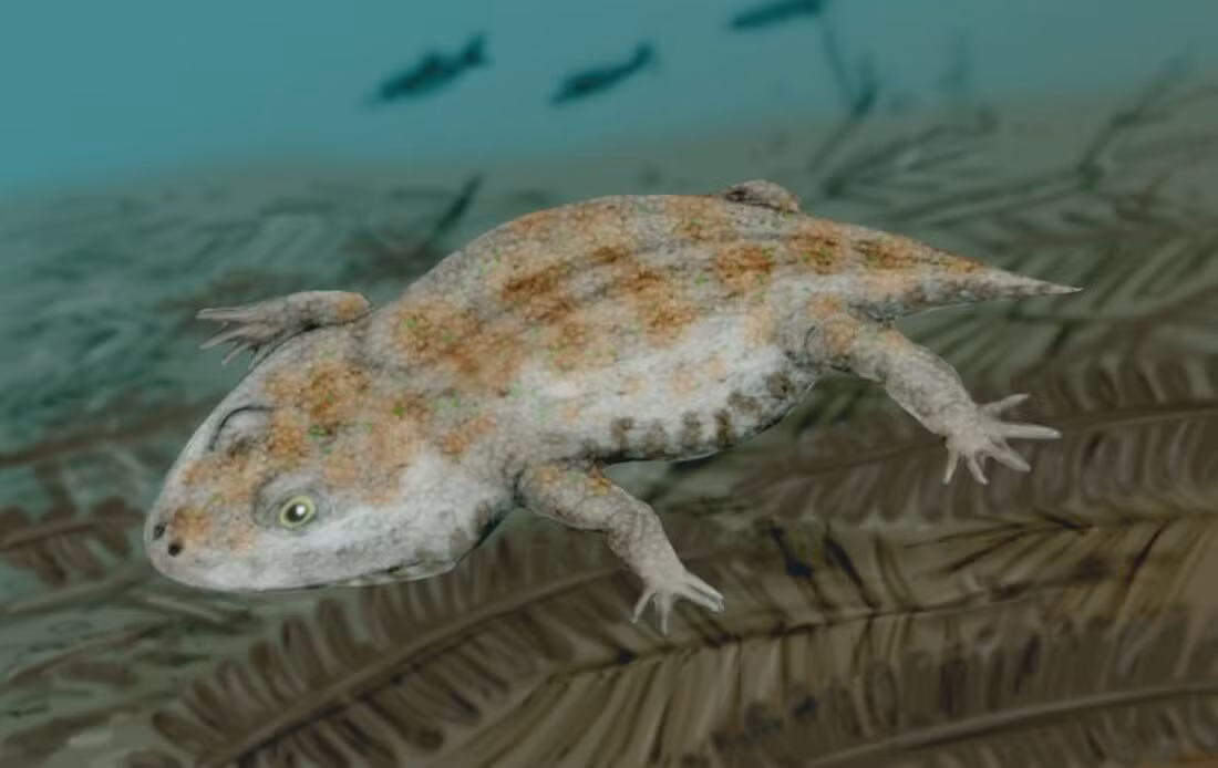  4. Hộp sọ có hình dạng rất đặc biệt. Hộp sọ của Gerobatrachus rộng và phẳng giống ếch, trong khi hàm và răng lại có cấu trúc giống kỳ nhông. Ảnh: wikimedia.