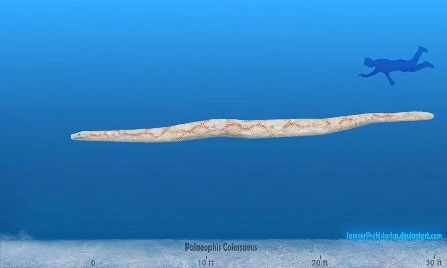  Kích thước khổng lồ. Một số mẫu vật cho thấy Palaeophis có thể dài tới 9–12 mét, gần bằng chiều dài của cá voi nhỏ. Ảnh: Pinterest.