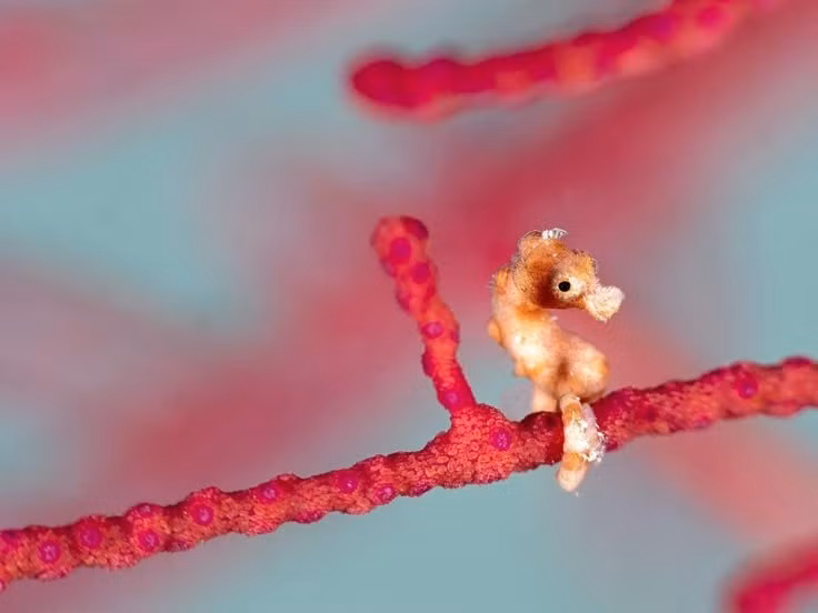 Có nhiều loài cá ngựa lùn khác nhau. Ít nhất 7 loài đã được công nhận, mỗi loài có hình dáng, màu sắc và cấu trúc phù hợp với loại san hô nhất định mà chúng sinh sống. Ảnh: Pinterest.