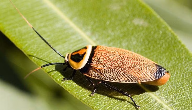  Chịu đói rất lâu. Gián có thể sống nhiều tuần mà không cần thức ăn và khoảng một tuần không cần nước. Nhờ cơ chế trao đổi chất linh hoạt và khả năng tiêu hóa nhiều loại vật chất hữu cơ, từ vụn thức ăn đến giấy, keo dán, chúng có thể tồn tại trong môi trường khắc nghiệt. Ảnh: Pinterest.